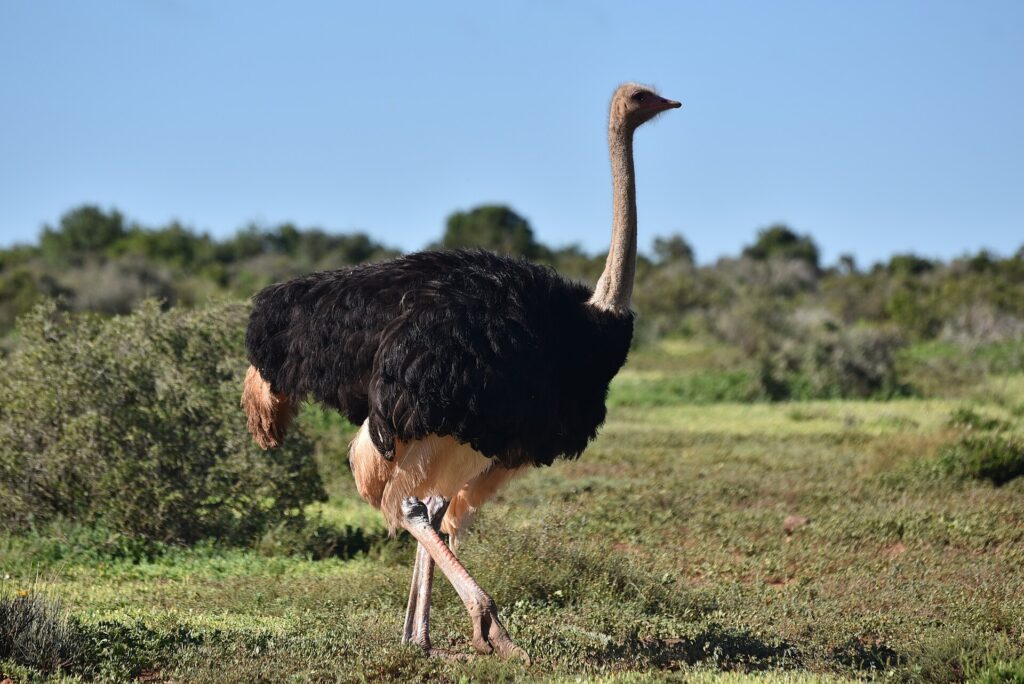 Een mannetjesstruisvogel met zwarte veren en lichtbeige vleugelpunten en staart loopt over kort gras, de lange grijze nek rechtop, met laag struikgewas erachter onder een blauwe lucht