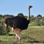 Een mannetjesstruisvogel met zwarte veren en lichtbeige vleugelpunten en staart loopt over kort gras, de lange grijze nek rechtop, met laag struikgewas erachter onder een blauwe lucht