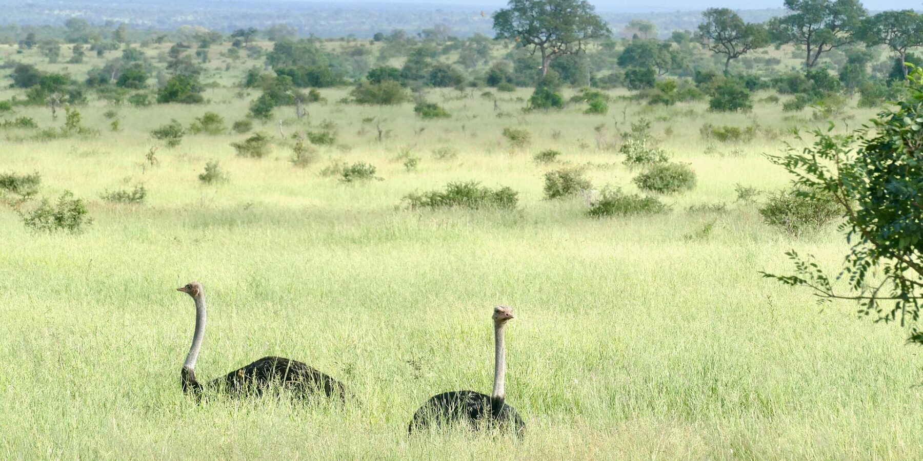 Twee struisvogelmannetjes met een zwart lijf en een lange grijze nek steken boven het hoge groene gras uit, op een vlakte vol struiken