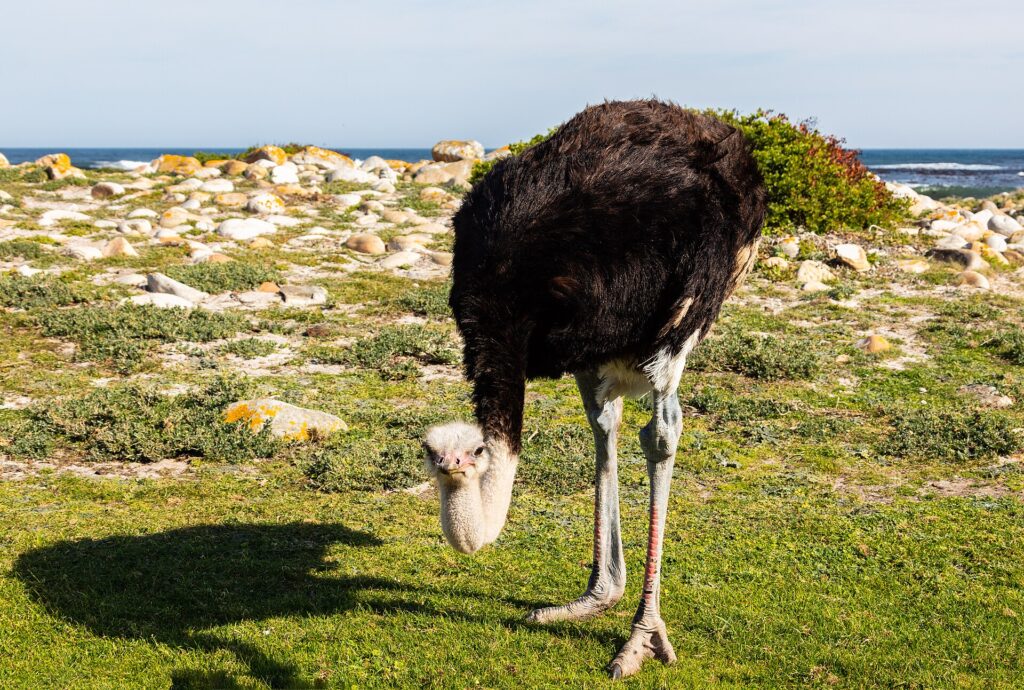 Een struisvogelmannetje buigt zijn kop naar het korte gras, met zwarte veren, een grijsblauwe nek en rood gekleurde poten, lichte rotsen en de oceaan achter hem