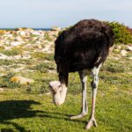 Een struisvogelmannetje buigt zijn kop naar het korte gras, met zwarte veren, een grijsblauwe nek en rood gekleurde poten, lichte rotsen en de oceaan achter hem