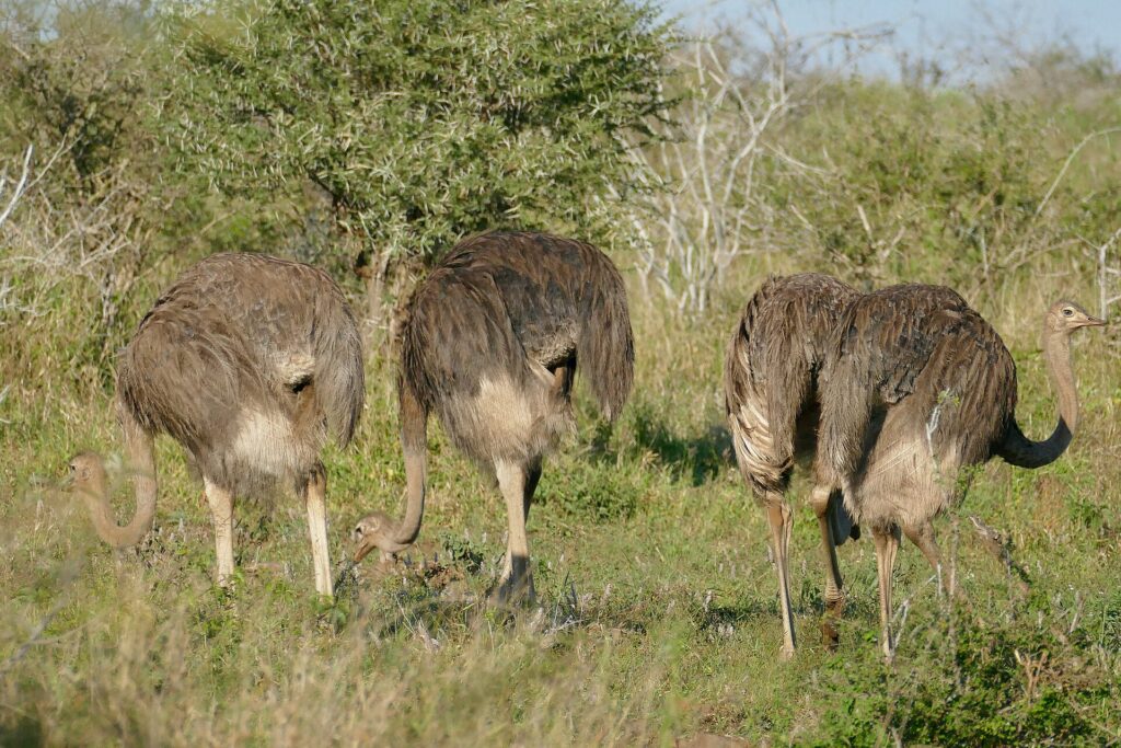 Vier grijsbruine struisvogelvrouwtjes grazen met de kop omlaag in het groene gras voor een acacia, een van hen heft haar nek