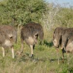 Vier grijsbruine struisvogelvrouwtjes grazen met de kop omlaag in het groene gras voor een acacia, een van hen heft haar nek
