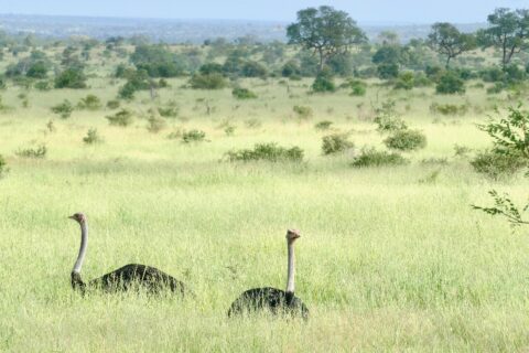 Twee struisvogelmannetjes met een zwart lijf en een lange grijze nek steken boven het hoge groene gras uit, op een vlakte vol struiken