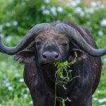 Een buffel van voren, de hoorns als een helm aaneengegroeid op het voorhoofd, een groene stengel in de bek, omringd door vliegen