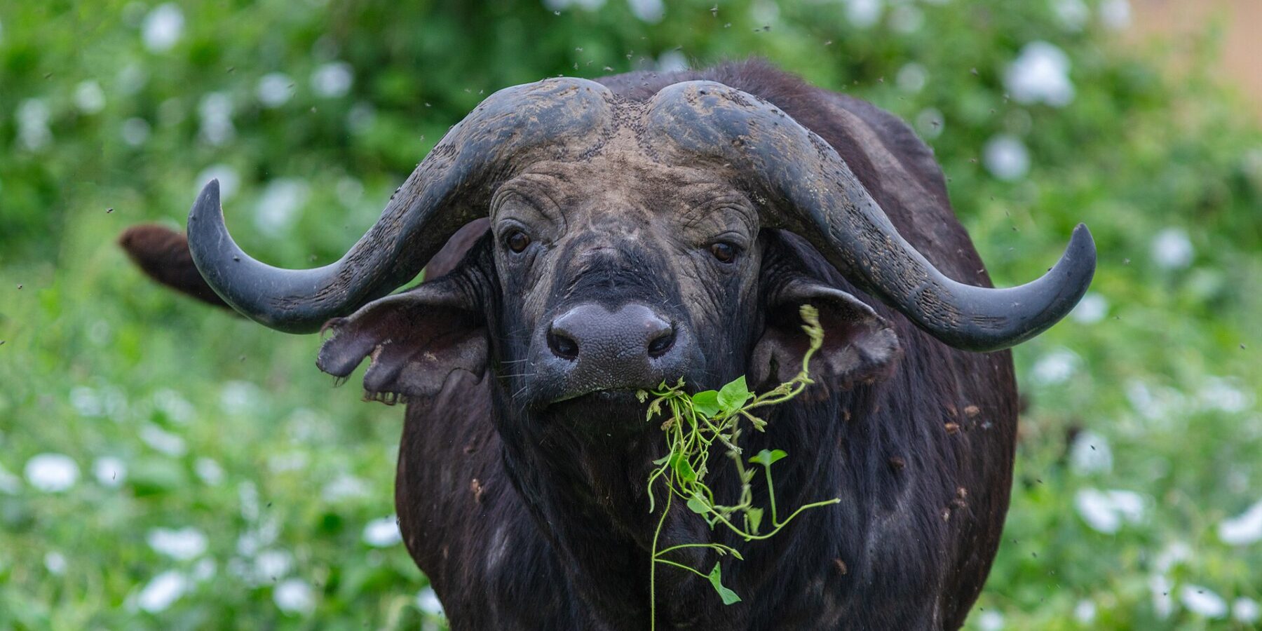 Een buffel van voren, de hoorns als een helm aaneengegroeid op het voorhoofd, een groene stengel in de bek, omringd door vliegen