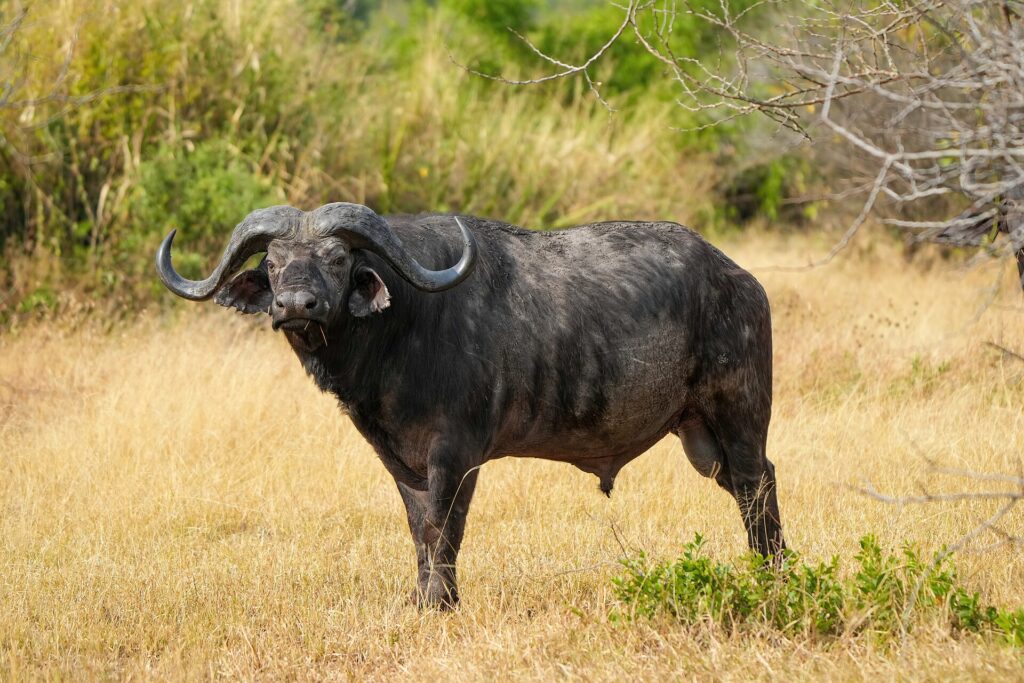 Een buffelstier staat van opzij in het gele gras, de kop naar de camera gedraaid, met dikke hoorns en oren met franjes