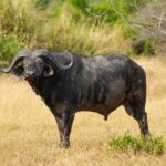 Een buffelstier staat van opzij in het gele gras, de kop naar de camera gedraaid, met dikke hoorns en oren met franjes