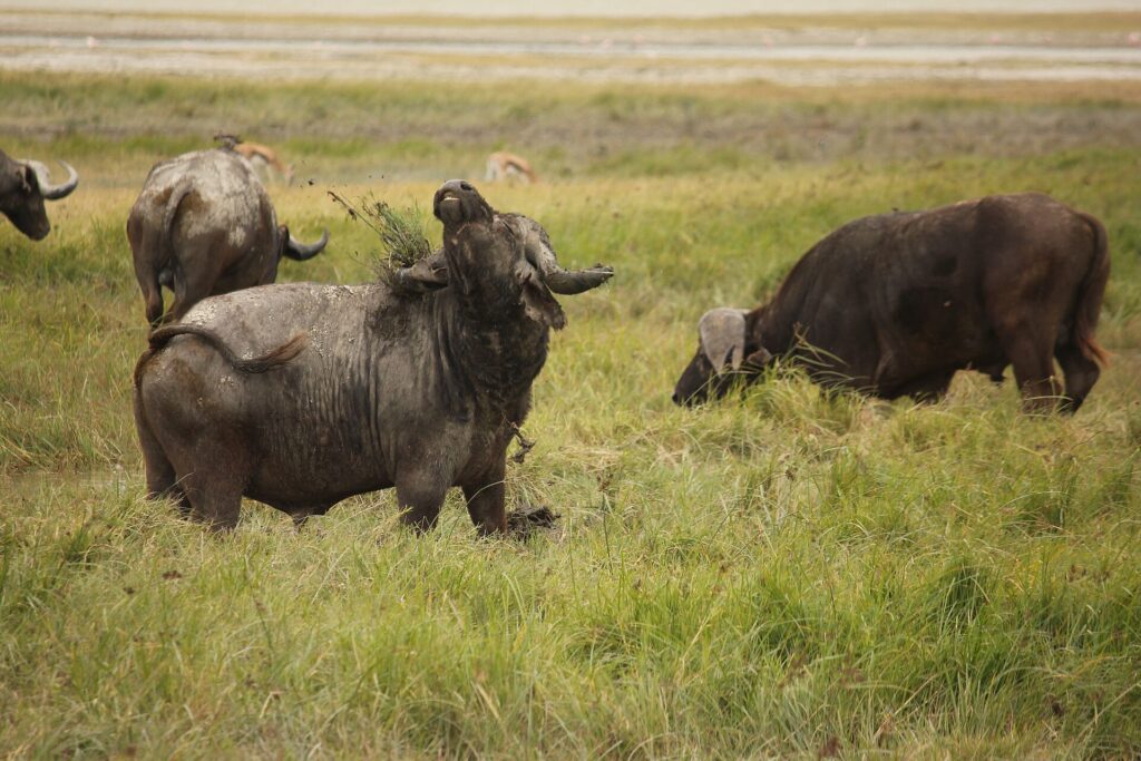 Een buffel onder de opgedroogde modder heft zijn kop, met een pluk gras aan zijn hoorns, twee andere grazen erachter