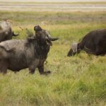 Een buffel onder de opgedroogde modder heft zijn kop, met een pluk gras aan zijn hoorns, twee andere grazen erachter