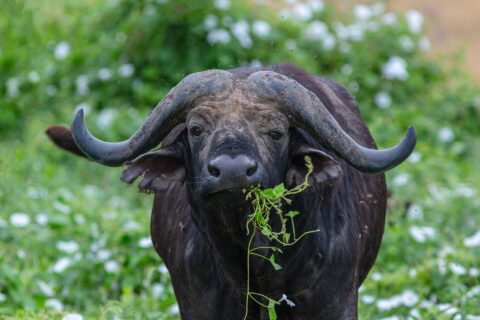 Een buffel van voren, de hoorns als een helm aaneengegroeid op het voorhoofd, een groene stengel in de bek, omringd door vliegen