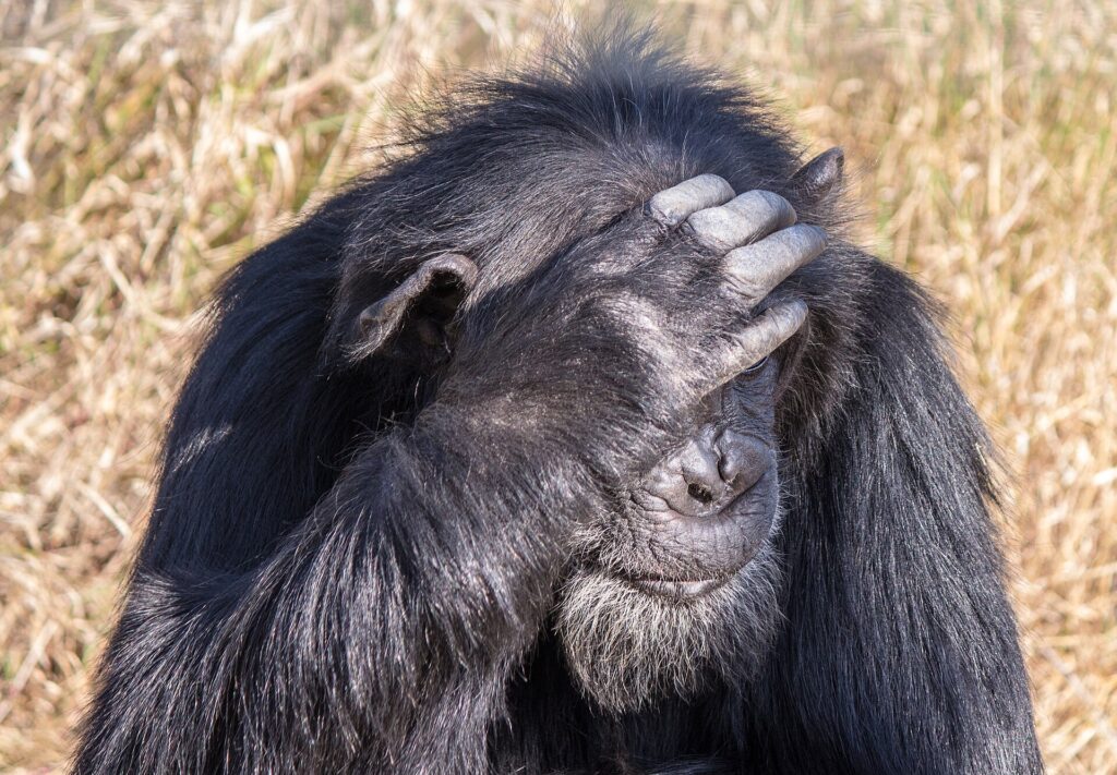 Close-up van een oude chimpansee met een grijze baard, de hand op het voorhoofd voor de ogen, droog gras erachter