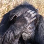 Close-up van een oude chimpansee met een grijze baard, de hand op het voorhoofd voor de ogen, droog gras erachter
