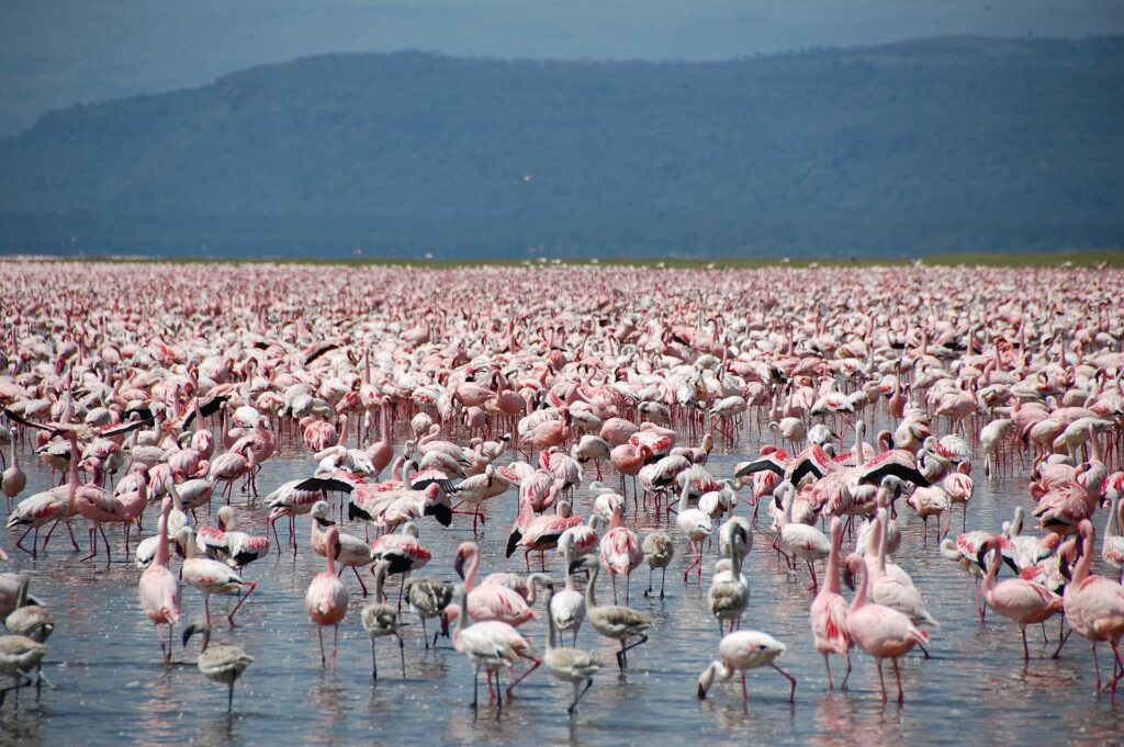 Duizenden roze kleine flamingo's, met een paar grijze jongen, bedekken het ondiepe water van het meer tot aan de horizon, voor donkere heuvels