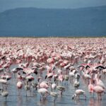 Duizenden roze kleine flamingo's, met een paar grijze jongen, bedekken het ondiepe water van het meer tot aan de horizon, voor donkere heuvels