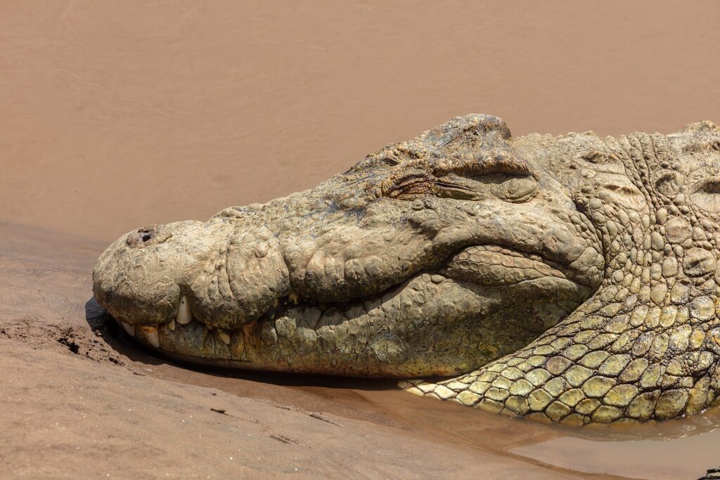 Close-up van de kop van een nijlkrokodil op het natte zand, het oog dicht, de tanden steken uit de kaak, bruin water erachter