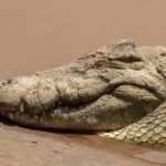 Close-up van de kop van een nijlkrokodil op het natte zand, het oog dicht, de tanden steken uit de kaak, bruin water erachter