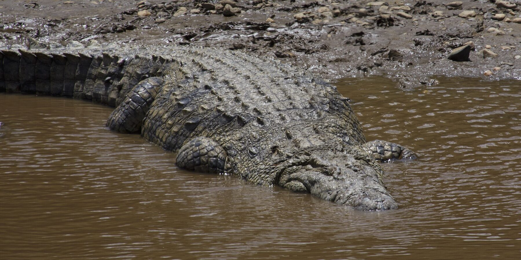 Een grote nijlkrokodil glijdt van een oever van modder en kiezels in het bruine water, de gepantserde rug van bovenaf gezien, de kop al onder water