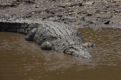 Een grote nijlkrokodil glijdt van een oever van modder en kiezels in het bruine water, de gepantserde rug van bovenaf gezien, de kop al onder water