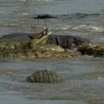 Vijf nijlkrokodillen met open kaken dringen samen in het modderige water van de rivier, een nijlpaard achter hen