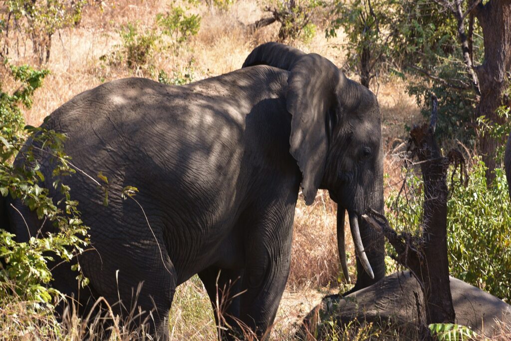 Een olifant schuin van voren in het hoge droge gras, met uitgespreid oor en zichtbare slagtanden, in de schaduw van de bomen