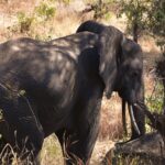 Een olifant schuin van voren in het hoge droge gras, met uitgespreid oor en zichtbare slagtanden, in de schaduw van de bomen