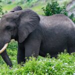 Een olifant van opzij tussen groene planten met witte bloemen, het oor gespreid en de slagtanden naar voren gebogen