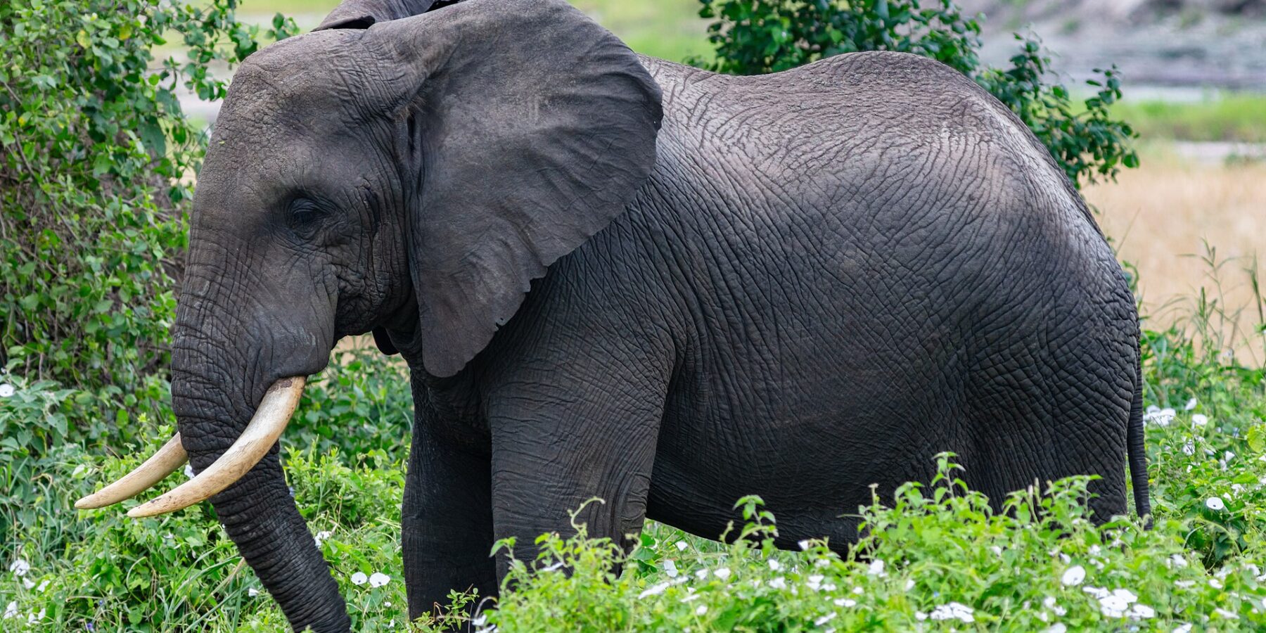 Een olifant van opzij tussen groene planten met witte bloemen, het oor gespreid en de slagtanden naar voren gebogen