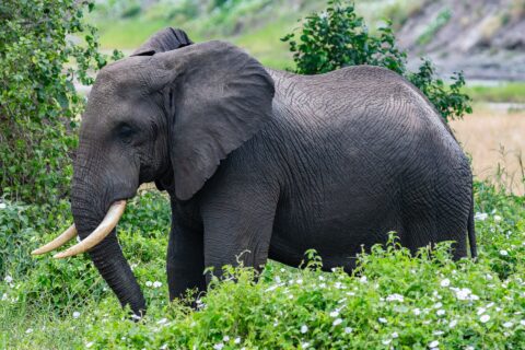 Een olifant van opzij tussen groene planten met witte bloemen, het oor gespreid en de slagtanden naar voren gebogen