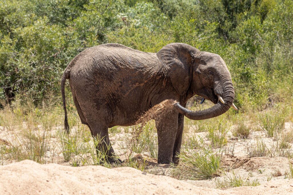 Een olifant staat in het zand van een droge rivierbedding en gooit met zijn slurf zand over zijn flank, met groene bush erachter