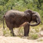 Een olifant staat in het zand van een droge rivierbedding en gooit met zijn slurf zand over zijn flank, met groene bush erachter