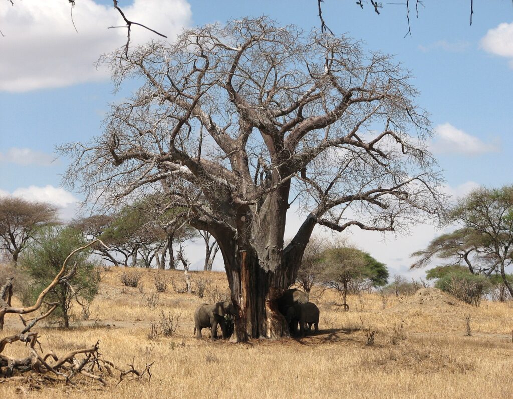 Drie olifanten aan de voet van een kale baobab, een ervan trekt schors van de stam, droog gras eromheen