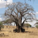 Drie olifanten aan de voet van een kale baobab, een ervan trekt schors van de stam, droog gras eromheen