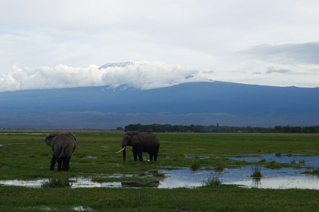 Twee olifanten in een overstroomd moeras met groen gras, de ene op de rug gezien en de andere in profiel, de witte top van de Kilimanjaro boven een wolkenband