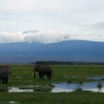 Twee olifanten in een overstroomd moeras met groen gras, de ene op de rug gezien en de andere in profiel, de witte top van de Kilimanjaro boven een wolkenband