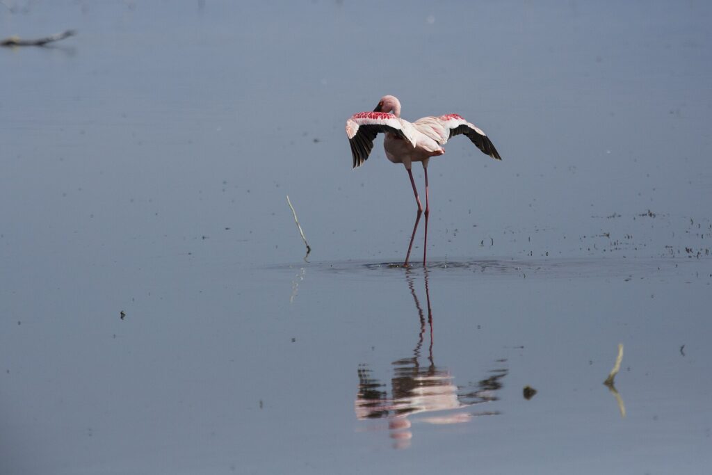 Een kleine flamingo alleen in het grijze water strekt zijn karmijnrode en zwarte vleugels, de donkerrode snavel tegen de nek gevouwen, zijn spiegelbeeld onder hem