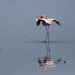 Een kleine flamingo alleen in het grijze water strekt zijn karmijnrode en zwarte vleugels, de donkerrode snavel tegen de nek gevouwen, zijn spiegelbeeld onder hem