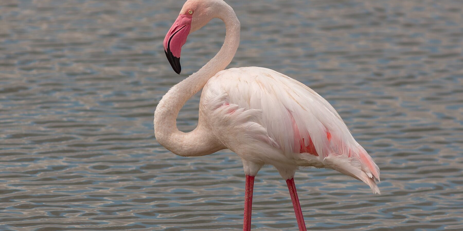 Een flamingo staat in ondiep water, met roze getinte witte veren, rood omrande vleugels en een roze snavel met zwarte punt die naar de nek buigt