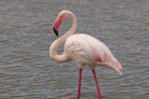 Een flamingo staat in ondiep water, met roze getinte witte veren, rood omrande vleugels en een roze snavel met zwarte punt die naar de nek buigt