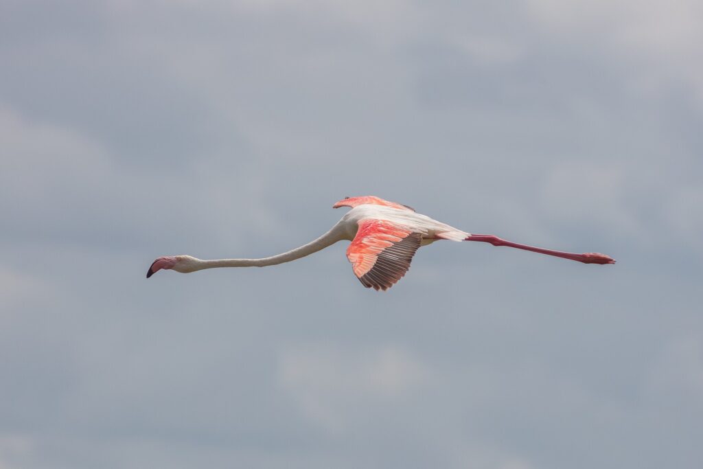 Een flamingo in de vlucht, met gestrekte nek en open rood met zwarte vleugels tegen een grijze lucht
