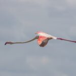 Een flamingo in de vlucht, met gestrekte nek en open rood met zwarte vleugels tegen een grijze lucht