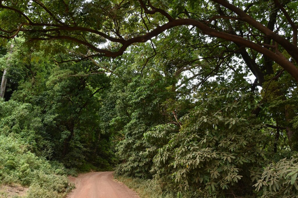 Een rode zandweg loopt onder het bladerdak van grote bosbomen door