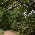 Een rode zandweg loopt onder het bladerdak van grote bosbomen door