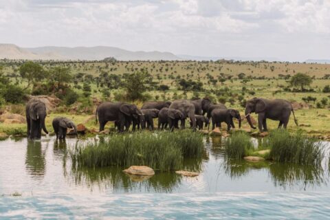 Een kudde olifanten bij de drinkplaats, gezien vanuit het infinityzwembad van de Four Seasons Safari Lodge Serengeti