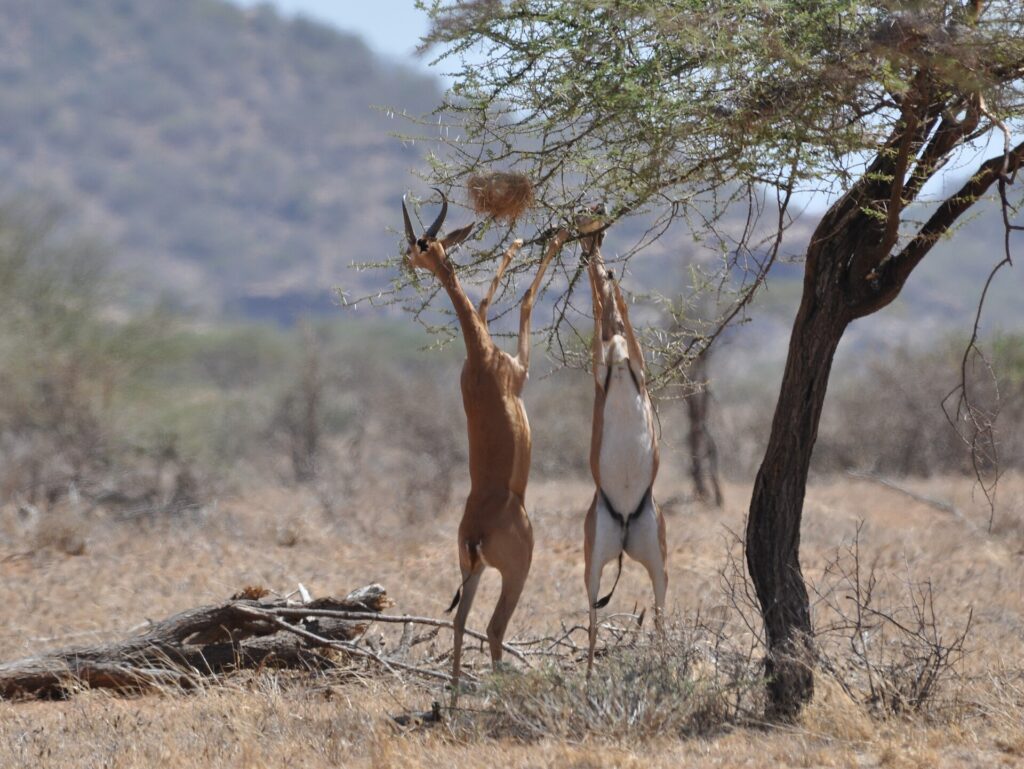 Twee gerenoeks staan op hun achterpoten en eten van de takken van een acacia, links het mannetje met hoorns, vage heuvels op de achtergrond