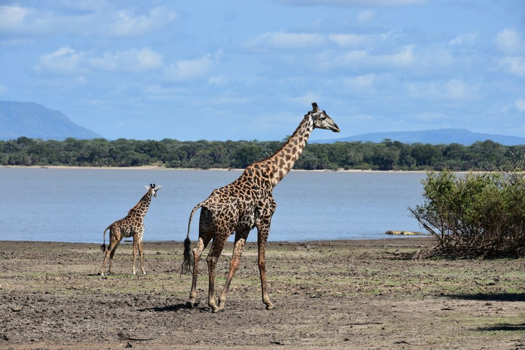 Een volwassen giraffe en een jong lopen over de modderige oever van een meer, met een palmbos aan de overkant