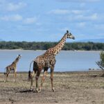 Een volwassen giraffe en een jong lopen over de modderige oever van een meer, met een palmbos aan de overkant