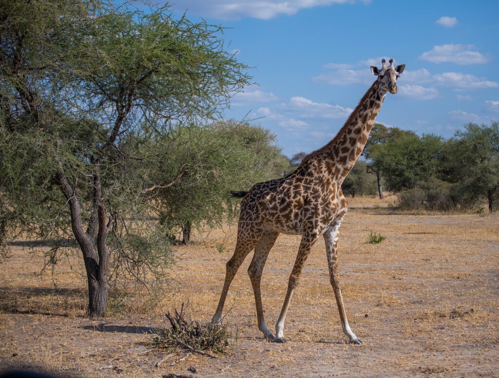 Een masaigiraffe loopt door de droge savanne en kijkt in de lens, met links een acacia