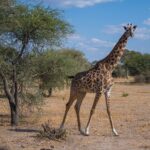 Een masaigiraffe loopt door de droge savanne en kijkt in de lens, met links een acacia