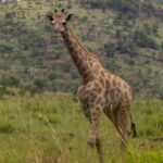 Een Kaapse giraffe loopt van voren gezien door hoog groen gras, met lichtbruine vlekken met grillige randen en een beboste kraterheuvel erachter